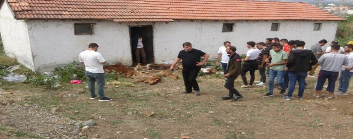 Bafra'da Ahır'a Vahşi Hayvan Saldırdı 