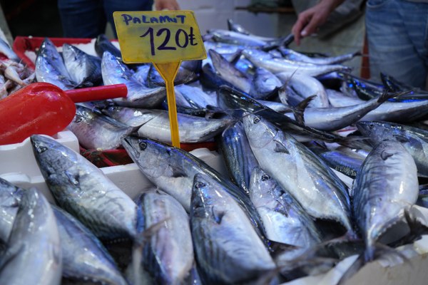 Samsun'da Palamut Fiyatlarına Büyük Zam Geldi