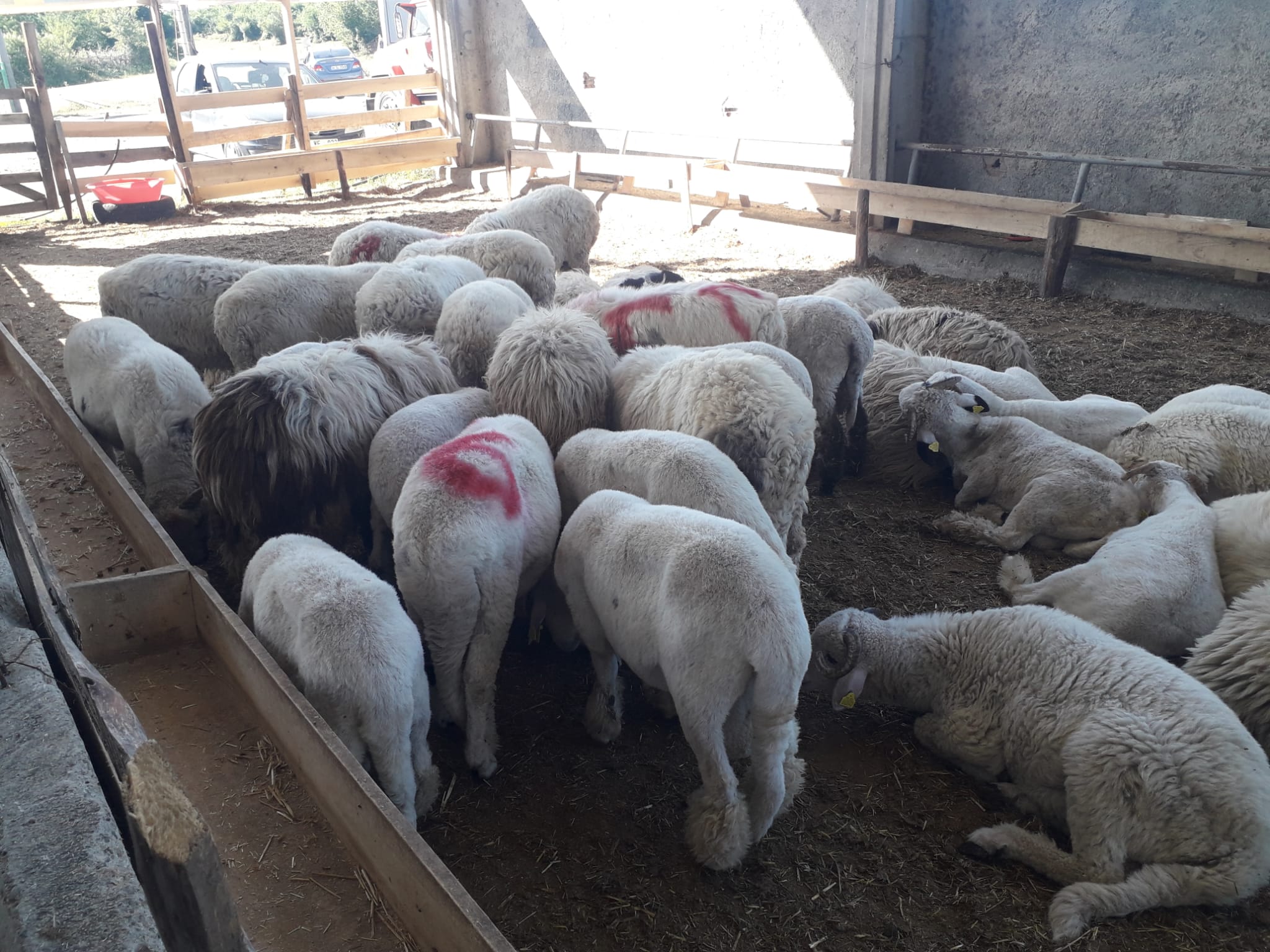 Atakum Kurbanlık Satışları Alıcı Bekliyor