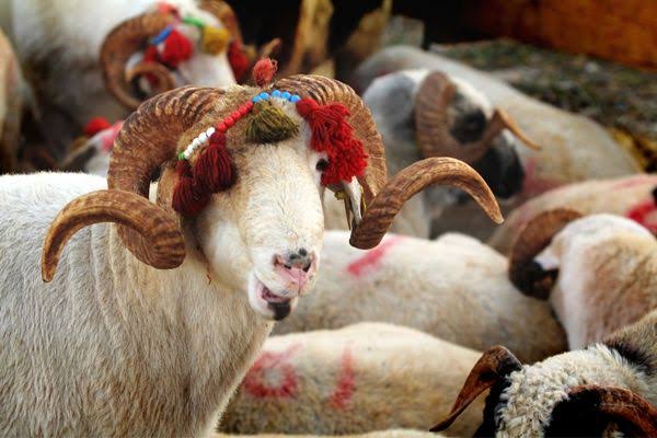 Kurban Bayramı Tatili 9 Gün Oldu