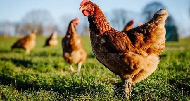 Tavuk Hırsızlığına Gözaltı Kararı