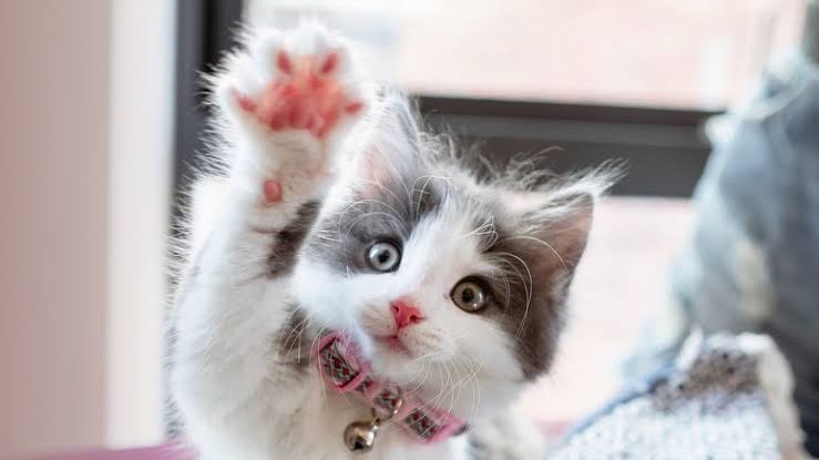 Evinde Kedi Besliyor Tartışması Karakol da Bitti