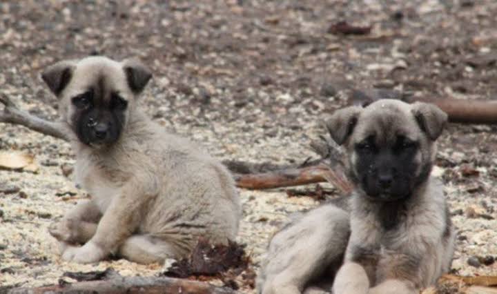 Sokak Köpekleri Zehirlendi mi ?