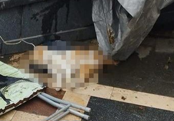 Samsun'da Yaşanan Kedi Vahşetinde Gelişme 