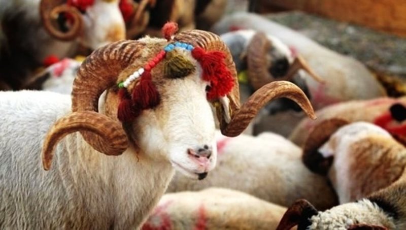 Samsun’da Kurban Kesim Yerleri Hazır: İlçe İlçe Resmi Noktalar Açıklandı