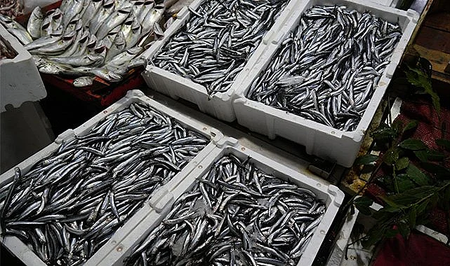 Samsun'da Hamsi Sezonu Açıldı 